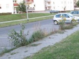 Pozarastane chodniki na ul. Sosabowskiego i Brackiej